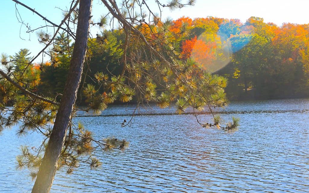 Fall colours on a hill with a pine tree in the foreground on Butterfly Lake.