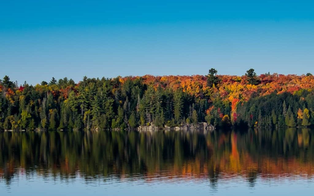 Pines and maples showing fall colours reflected on Doe Lake.