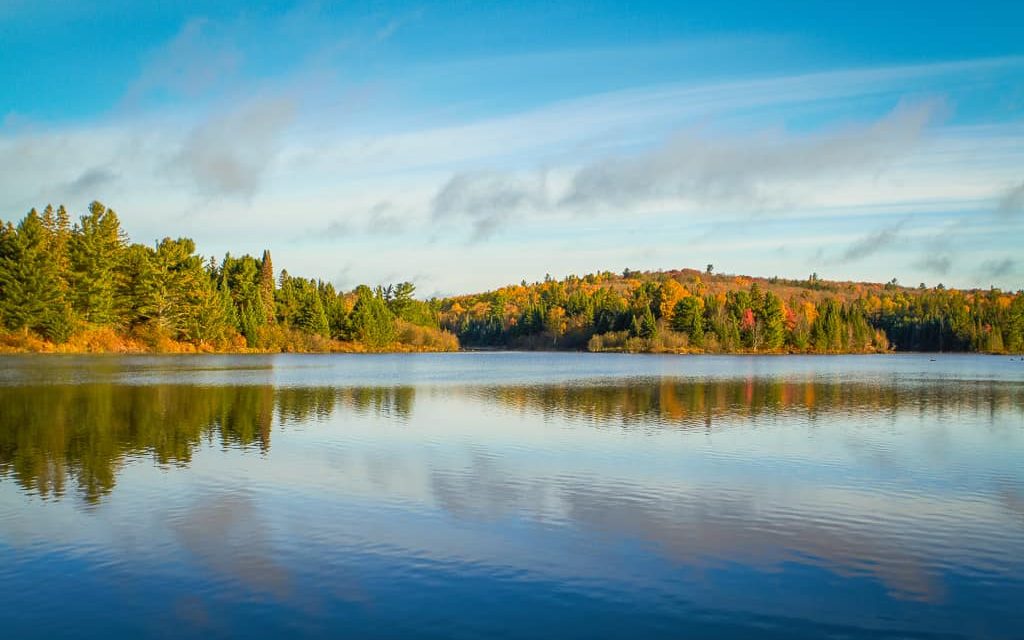 Autumn trees on a Lake Vernon shoreline.