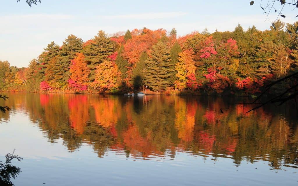 Stunning fall colours of the trees on the shore of Mary Lake.