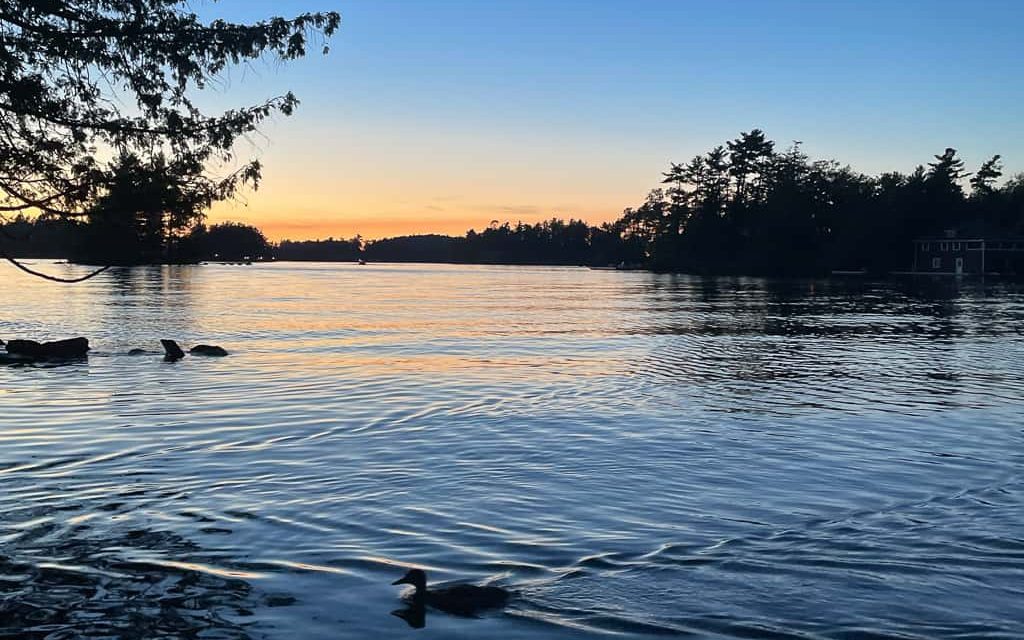 A loon swimming in Muldrew Lake in the early morning.