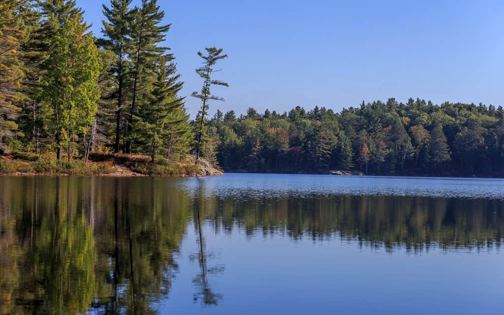 Perfect reflection of a pine tree in the mirror like water of Wood Lake.